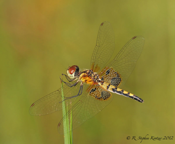 Celithemis amanda, female